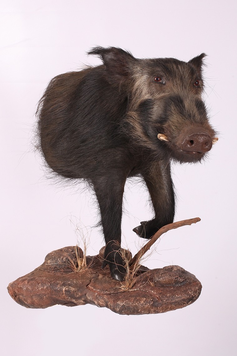 Half Mount